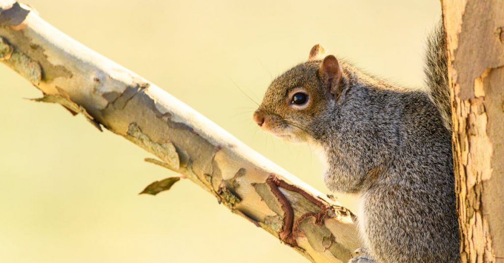 Featured image for Betway Launches Exciting Sportsbook & Online Casino in Pennsylvania