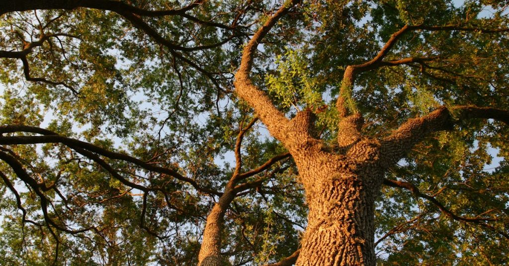 Featured image for Big 12 Expansion: How Four New Schools Shape the Conferences Future