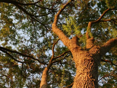 Big 12 Expansion: How Four New Schools Shape the Conferences Future