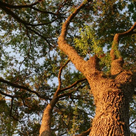 Big 12 Expansion: How Four New Schools Shape the Conferences Future