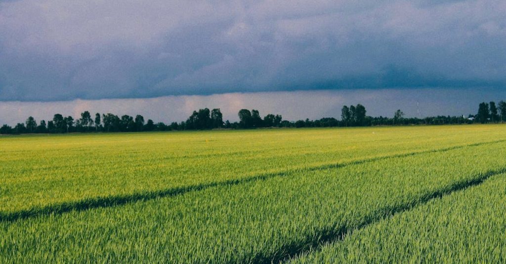 Featured image for DraftKings Sportsbook at Wrigley Field: A New Era of Sports Betting Approaches