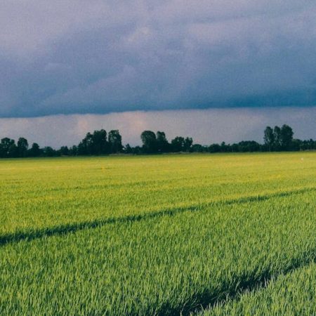DraftKings Sportsbook at Wrigley Field