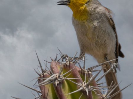 Nevada Lottery Debate Heats Up: Why Its Time for Change – Gaming Today