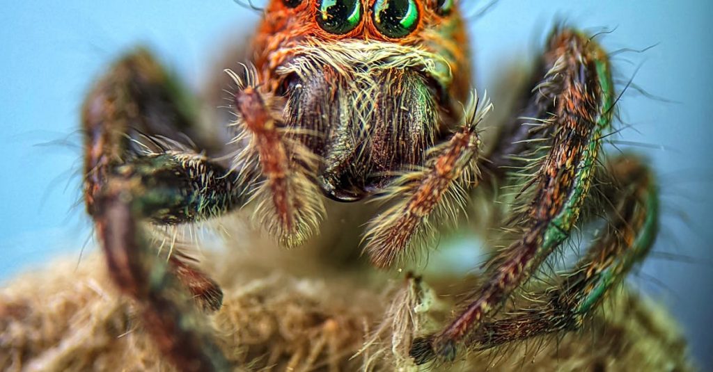 Featured image for SuperBook and South Point Launch Mobile Betting Services - Get the Latest on Gaming Today!