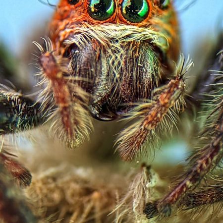 SuperBook and South Point Launch Mobile Betting Services