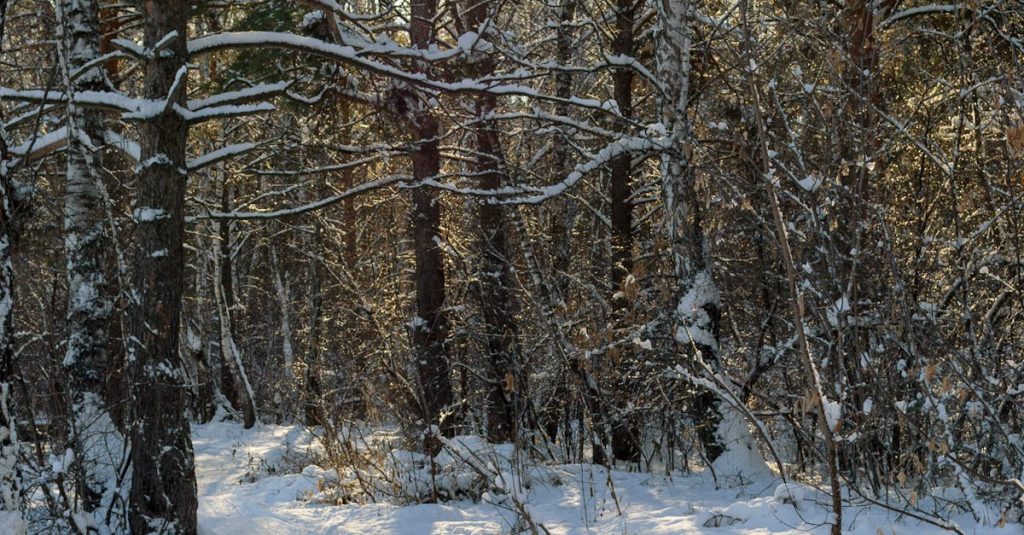 Featured image for Watch MLB and Live Bet on the DraftKings App: A Game-Changer for Fans