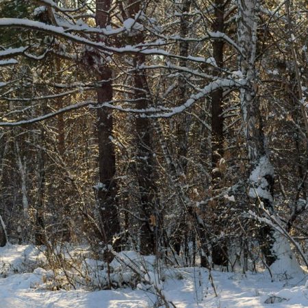 Watch MLB and Live Bet on the DraftKings App: A Game-Changer for Fans