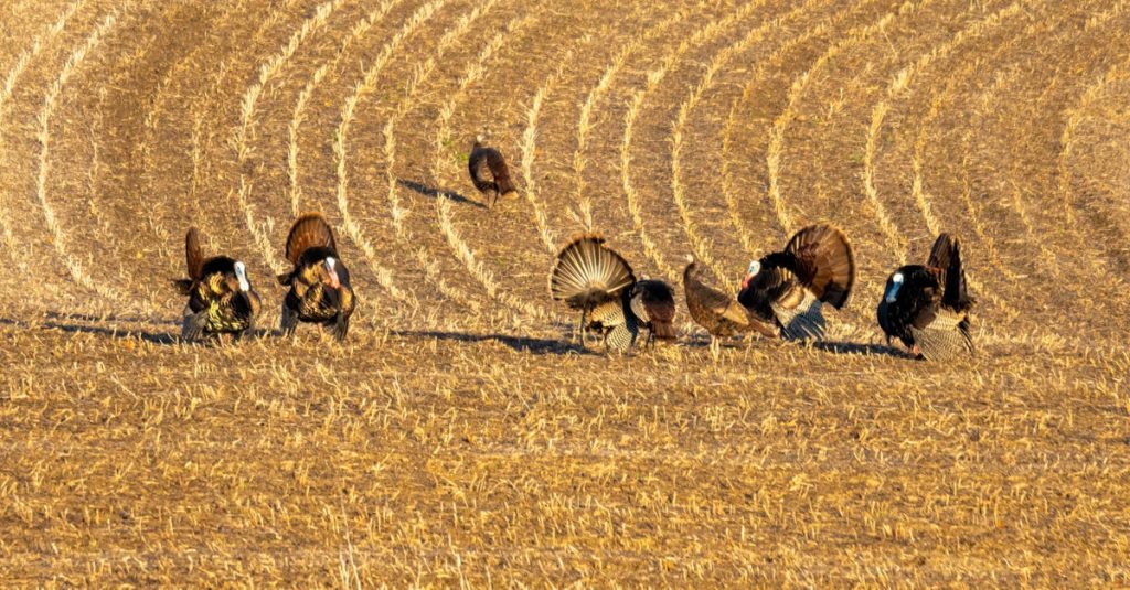 Featured image for Wisconsin Packers Fans Gear Up for Fall Sports Betting Launch