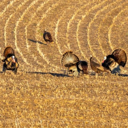 Wisconsin Packers Fans Gear Up for Fall Sports Betting Launch